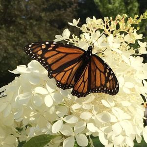 Meet your Posher, Ellen